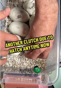 Ball Python Clutch Ready to Hatch — Baby Snakes Arriving