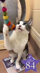 Introducing Melo, our 2-year-old sweetheart who’s part of the wonderful 84 Campaign! 🧡 With the softest purr and a heart full of love, this gentle boy is a true companion. Melo thrives on affection and playtime, always ready for cozy cuddles or a game of chase with his favorite toys. While he occasionally has a few ‘oops’ moments, it’s just part of his unique personality. With a little patience and understanding, Melo will be the best friend you’ve ever had! If you’re ready to open your heart t
