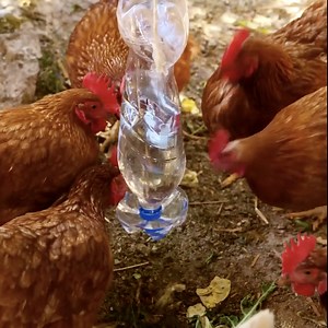 12K views · 52 reactions | DIY Chicken Feeder in Minutes | 5-Minute Crafts SHORTS | Facebook