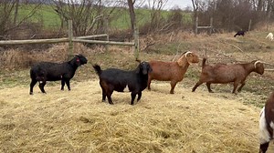 Hurry up spring! | Bentley Bros. Farms