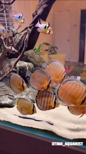 11K views · 1.9K reactions | Wild discus with holland rams 奈 #fishtank #aquarium #aquascape #discus | TMK Aquarist | Facebook