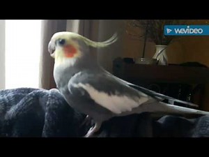 Cockatiel beatboxing