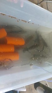 19K views · 231 reactions | Fresh Ulang | Catfish Farming Philippines Raymeltv | Facebook