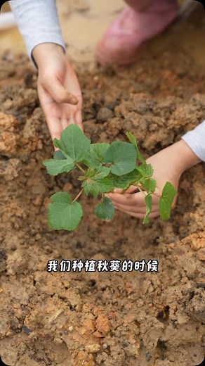Okra planting #plantingtips | Senra Rao