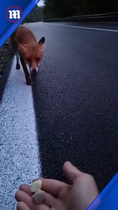 This woman is a fox whisperer! 🦊 | Daily Mail Video