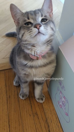 Glamourous stomping . . . . . . . . #bambi #bambistomps #stompies #stomp #catwalk #glamourous | Bambi.Jerrythepanda