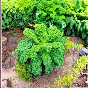 500 Dwarf Blue Curled Scotch Kale Seeds – Heirloom Non GMO - Etsy Canada