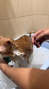 CARA BELI?! Klik Link Beli ini Bunda, HAAH>> https://s.shopee.co.id/40L2E9OwKw?share_channel_code=4 (Pet Oil Pororo) Pecinta kucing, yuk berikan perawatan terbaik untuk bulu kucing kesayangan! Pet Oil Pororo adalah rahasia untuk mendapatkan bulu kucing yang sehat, lembut, dan berkilau. Jangan sampai ketinggalan, Bunda! @semua orang @penggemar berat @pengikut #reels #pororoandthegank #farrelarkanza #inipororo #kucingpororo #pororokucing #cicichania #pecintakucing | Estetik FansPage