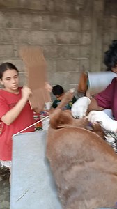 Although he is very cool anyway, sisters Nesbith and Debahni of Catemaco, try to keep Dr Julio cool on a hot spayneuter day | Flying Dogs Canada