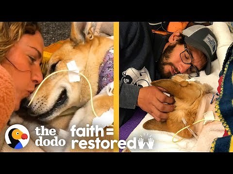 Dog Survives Car Hit and Proves Miracles Exist | The Dodo Faith = Restored