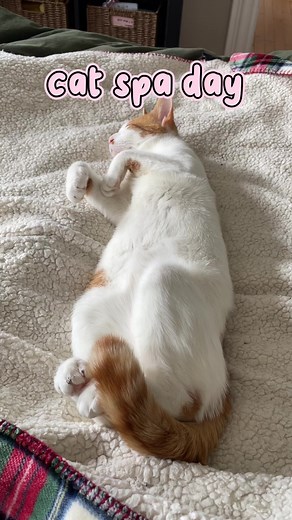 Just like everyone else kitties deserve some R&R, too. This pet massager is called "Paws & Relax" and you can get it on Amazon. Here's the link: https://amzn.to/3PsNRn7 #meow #petstagram #petsofinstagram #kitty #catstagram #catsofinstagram | What Do You Meme?