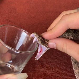 What will snake venom in the blood look like Snake Farm | Snake Farm