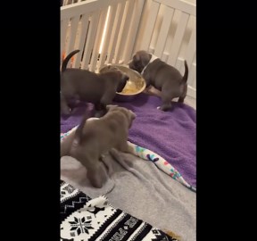 Adorable bully puppy steals food bowl in Nova Scotia, Canada