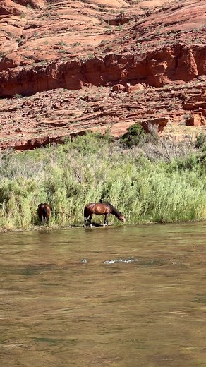 529 reactions · 48 shares | What a treat to see these lovelies during our Glen Canyon float trip! #feralhorses #wildhorses #glencanyon #arizona | The Athletic Rider | Facebook