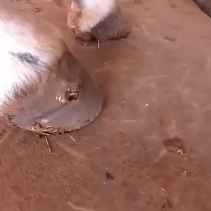 Treating a painful abscess on a donkey’s hoof – instant relief 🐾 #animalcare #donkey #hoofcare #abscessrelief #satisfying | Hoof Farrier