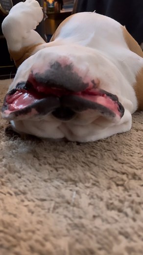 Saturdays are for snoozing! (…as are Sundays & Mondays & Tuesdays & …😋) #checkoutmyroastbeef #impressive #iknow 😉. ~ #beanandthebulldog #ladyesther #bffs | Bean & the Bulldog