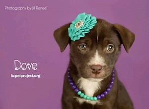 5.8K views · 378 reactions | It's puppy time at our Petco Adoption Center! These sweet babes will all be looking for homes today at our Petco Adoption Center at 95th & Quivira in Overland Park, KS starting at 11:00am. They are so adorable and will get adopted quickly! | KC Pet Project | Facebook