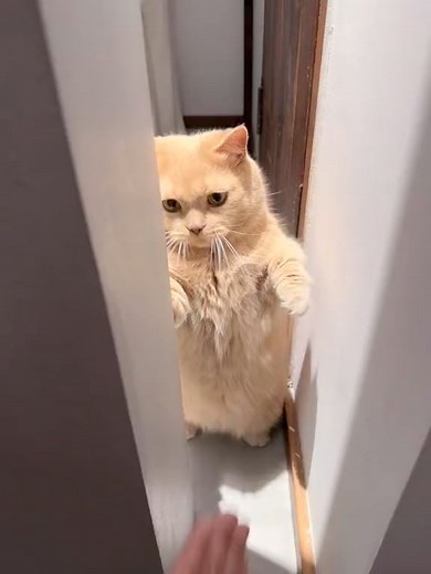 Dont mess with a pro wrestler 😾 | Kitty 1st