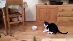 WOW! So why are cats afraid of cucumbers!? Please explain! | Nerdbot