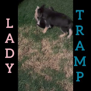 18 reactions | Lady and Tramp love to wrestle in the grass. These two are just so much fun to watch grow and learn new things If you have any questions please email our adoption team at followyourheartfoundation@gmail.com You can see more posts and pictures by clicking the hashtags below #fyhlady #fyhtramp | Follow Your Heart Animal Rescue | Facebook