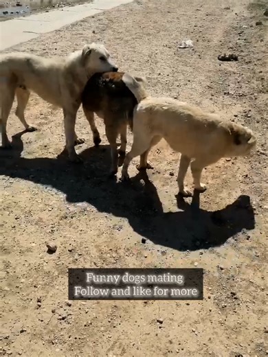 Funny Dogs Mating Moments: Hilarious Breeding Clips