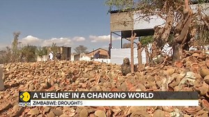 How is the #BaobabTree an earner in Zimbabwe? How is the tree a 'lifeline' in a changing world? Jyotsna Kumar tells you more. | WION
