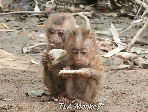 16K views · 949 reactions | The weather was so cold, the two little monkeys ate the food I gave them in the cold, shivering with pity. | ELA Monkey | Facebook