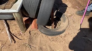 139K views · 159 reactions | Woodcroft had a brown snake near the horse water trough this morning - stay cool today people! 掠 | Snake Catchers Adelaide | Facebook