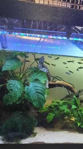 See Squirt Eating Duckweed for the First Time!