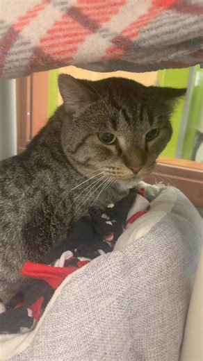 4.8K views · 108 reactions | Jonas 86 is one of two remaining adults...