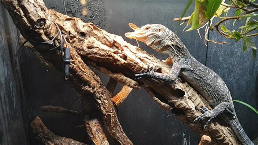 Sound on 😬 ASMR monitor feeding. #ArcadiaReptile #BlueTreeMonitor #MonitorLizard #Reptiles #ExoticPets #ReptileKeeper | Arcadia Reptile