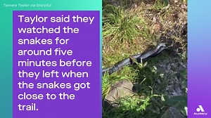 Watch this intense scene as two snakes were captured wrestling at a nature preserve 🐍 | Audacy