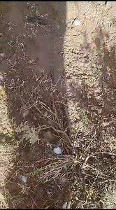 12K views · 92 reactions | EL PASO DE LA TORMENTA POR EL ÁREA MEDANITO SUDESTE EN BATERÍA 1, A UNOS 5 KM DE COLONIA CHICA | Radio genesis 25 | Facebook