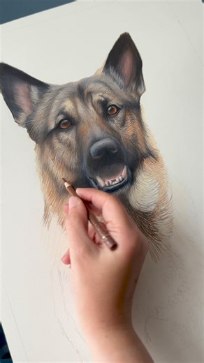 More progress on Barney. So much more to do yet. German shepherds and German shorthaired pointers fur always take the longest. Sweet looking guy though isn’t he? 😊 | Jess Fox Artist