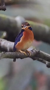 Chestnut-collared Kingfisher #birdslover #birdseye #birdsnest #birdstagram #birdsphotography #birdsofparadise #birdseyeview #BirdsOfInstagram #birdsofaustralia #birds #birdsinflight #birdsofprey #birdselite #birdskull #birdsofig #birdsofindia | Pop 10M
