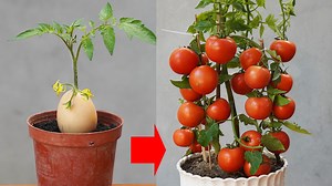 60K views · 724 reactions | Discover The Secret To Effectively Growing Tomatoes From Branches With Chicken Eggs | DIY Balcony Garden | Facebook