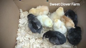 7.5K views · 1K reactions | New barnyard mix chicks just came out of the Hatcher | Sweet Clover Farm | Facebook
