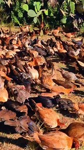 MI DIOS HA SIDO BUENO CON MIGO POR ESO CUANDO PUEDO ALLUDO Muhos años regalando lotes de pollas media sangre a principales solo pando el envio JERRY LIZARRAGA WSP 637 105 0246 | JL Farm