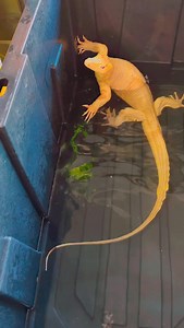 311 reactions · 13 shares | Ice dragon Asian water monitor (Varanus Salvator) we will have some baby available at the @reptilesupershow January 10th & 11th 2026. Welcome your new year with a bang. #ice #dragon #lizard #varanussalvator #reptile | JTK Reptiles | Facebook