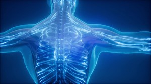 Blood Vessels of Human Body | Premium Stock Video Footage