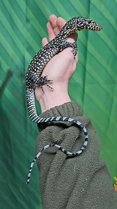 💙💙💙💙💙💙💙💙💙💙💙💙💙💙💙💙💙 I think I'm in love 💙 How incredible is this blue tailed tree monitor (varanus doreanus)😍 Blue tailed monitors are a very active species growing to around 4.5ft woth the most incredible bright blue tail 💙 With the effort put into handling from this age they should remain calm and handleable. Please remember these do grow big and will require a huge enclosure with pools and climbing space. | Lincoln reptile and pet centre ltd