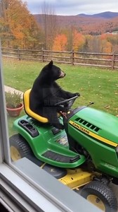 🚨New Landscaper in Town🚨 We know it’s hard to find reliable yard work help these days, but this is ridiculous. Viewer footage sent in from an upstairs bedroom captures a massive black bear who has apparently taken command of the family John Deere. The video shows the bear sitting perfectly in the driver's seat—legs splayed, paws casually resting on the steering wheel—looking like he's ready to cut the 40-acre pasture. He even turns the wheel slightly back and forth, seemingly checking the gras