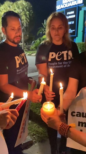 #RipLolita 💔 After languishing in the world’s smallest orca tank for 53 years, Lolita the orca died at Miami Seaquarium just before her impending transfer to a seaside sanctuary and the possible reunion with her mother. | PETA (People for the Ethical Treatment of Animals)