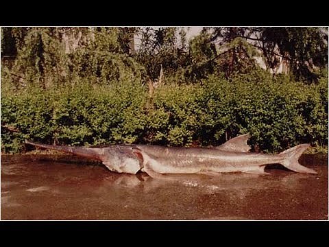 Chinese Paddlefish