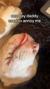 33K views · 32K reactions | the roles have reversed 凉 #xlbully #dogsofinstagram #dogdad #bestfriends #dogoftheday | Doug.thexlbully | Facebook