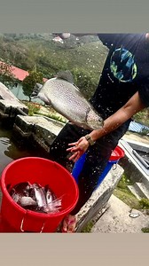 Selected Trout Fish for the breeding purpose. 🐟 #troutfish #broodstockselection #broodstocktrout #rainbowtroutfarming | Trout Village Resort and Farm
