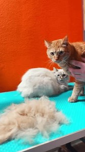 「グルーミングサロンで猫。猫の毛皮をトリミングする。ペットケアと衛生。美しい猫の接写」の動画素材（ロイヤリティフリー）3963506881 | Shutterstock