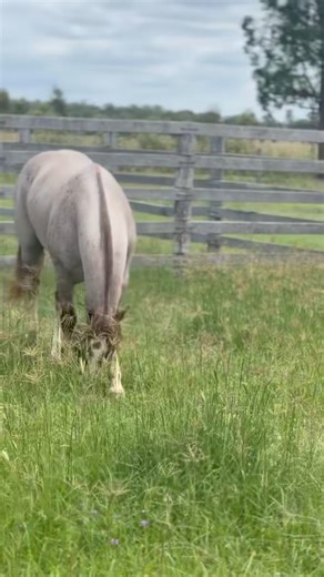 9.3K views · 88 reactions | ❌ ＨＯＴ　ＯＦＦ　ＴＨＥ　ＰＲＥＳＳ ❌ PCD Reyning Metal...