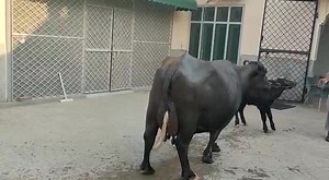 Super Nili Ravi Buffalo || 22 milk record || Owner CH Rafeeq || Nadir Ali #buffalo #niliravi #murrah | Dairy Nili Ravi Buffalo