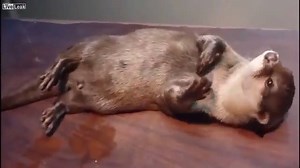 58K views · 2.6K reactions | Otter plays dead in the most artistic way! | Otter | Facebook
